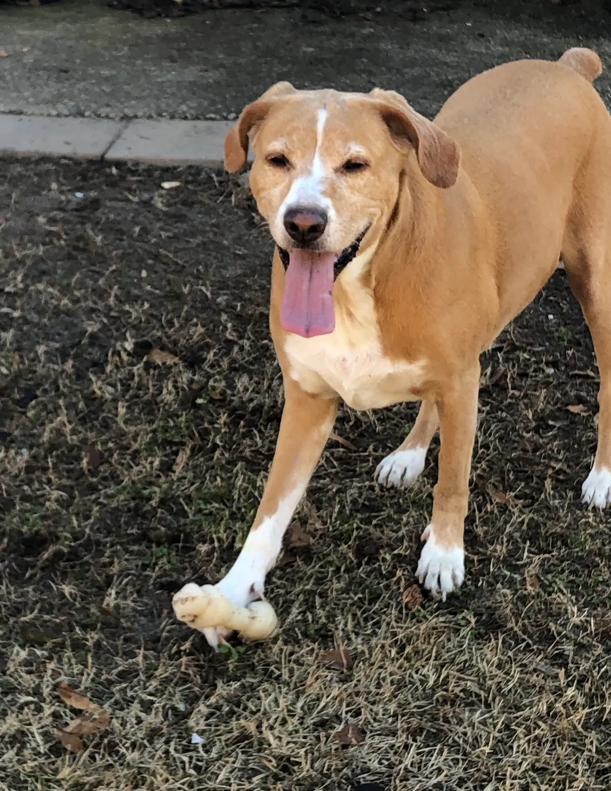 Lost dog in Archie, MO, 64725