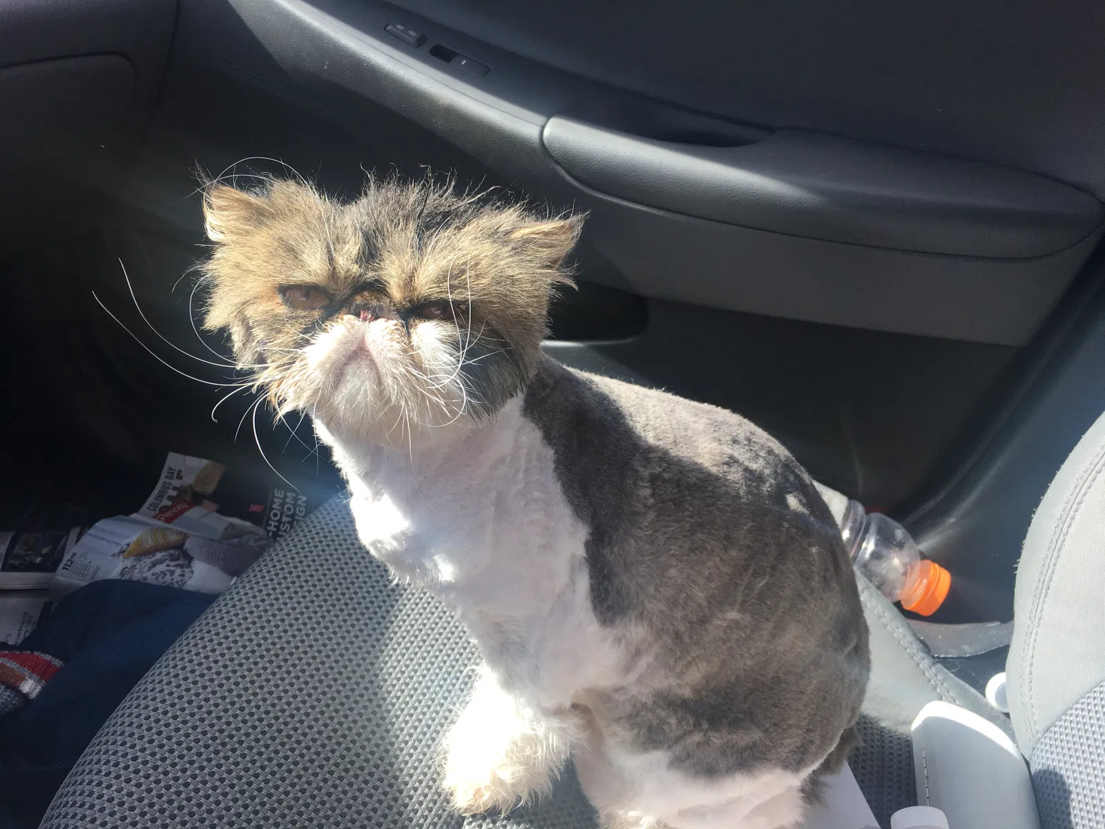 Lost cat in Littleton, CO, 80126