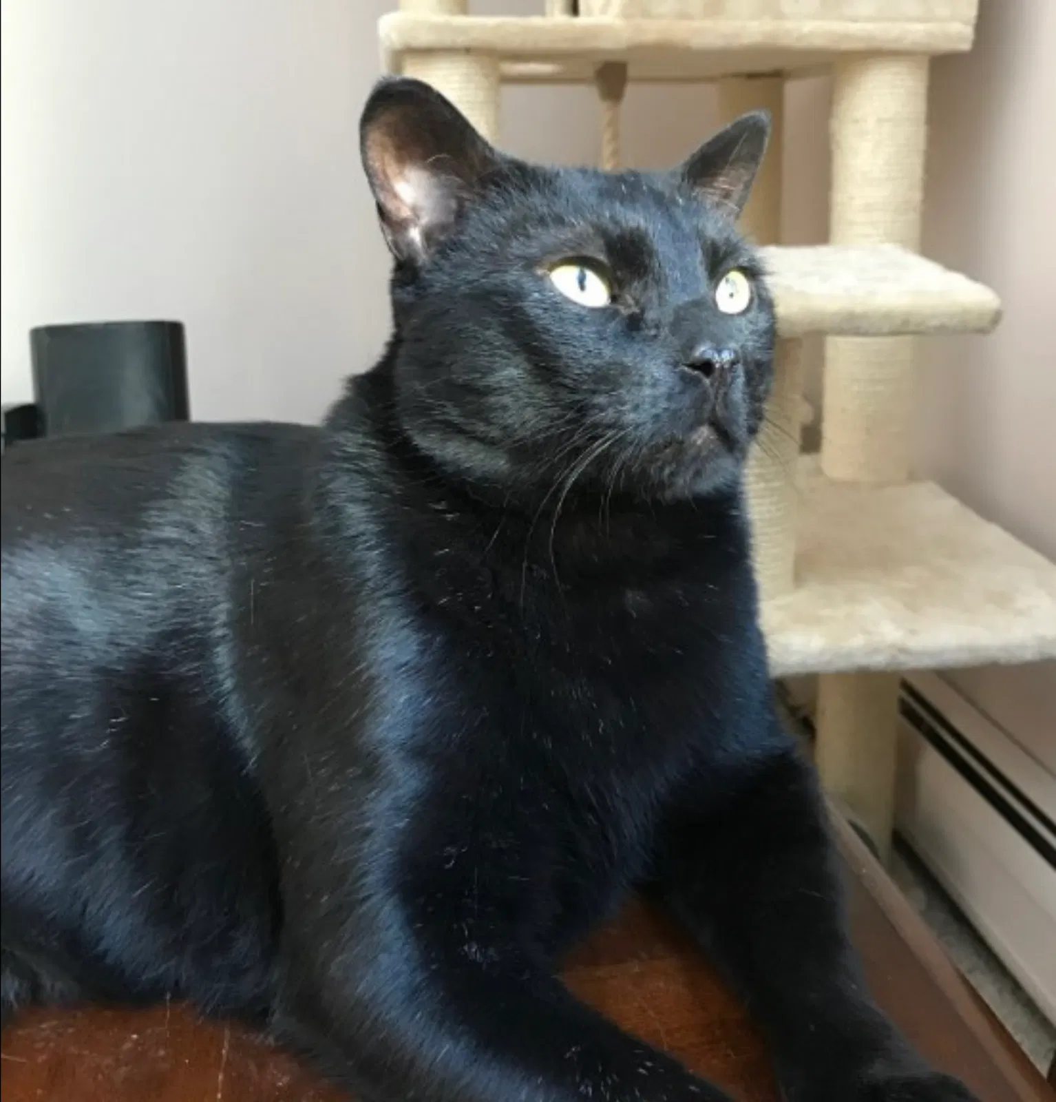 Lost cat in Ballston Lake, NY, 12019