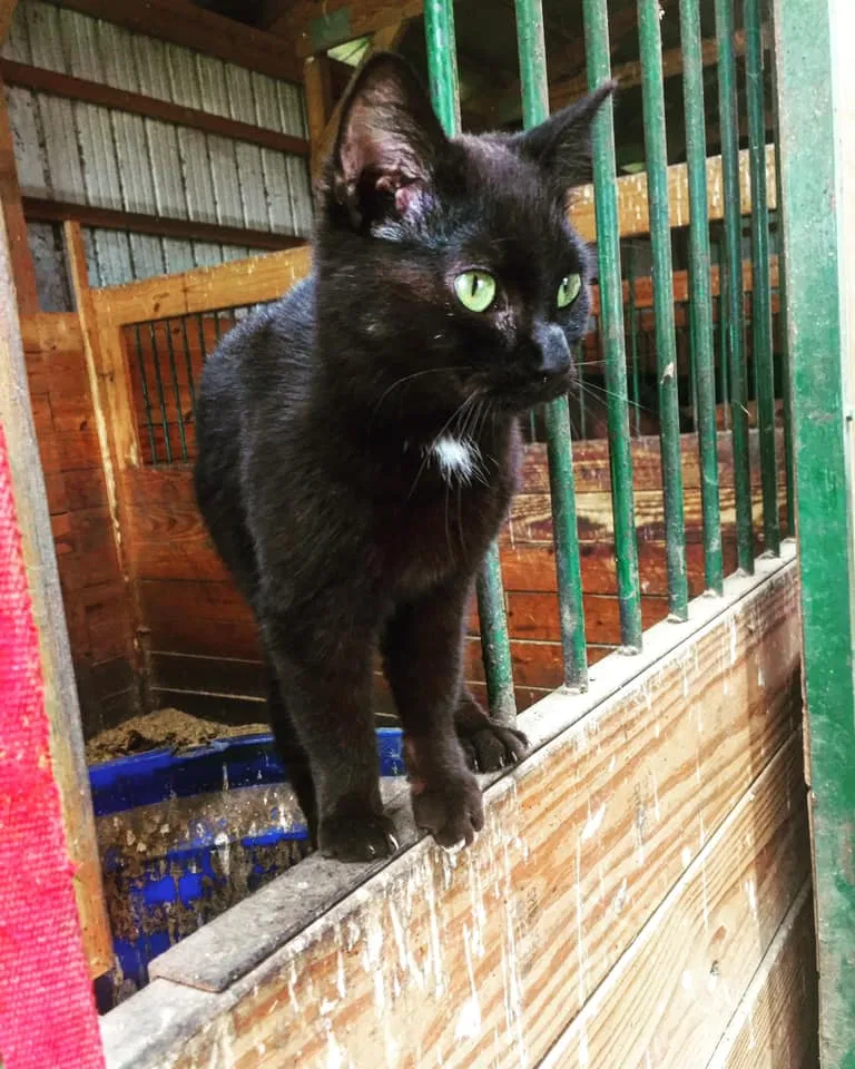 Lost cat in Champaign, IL, 61822