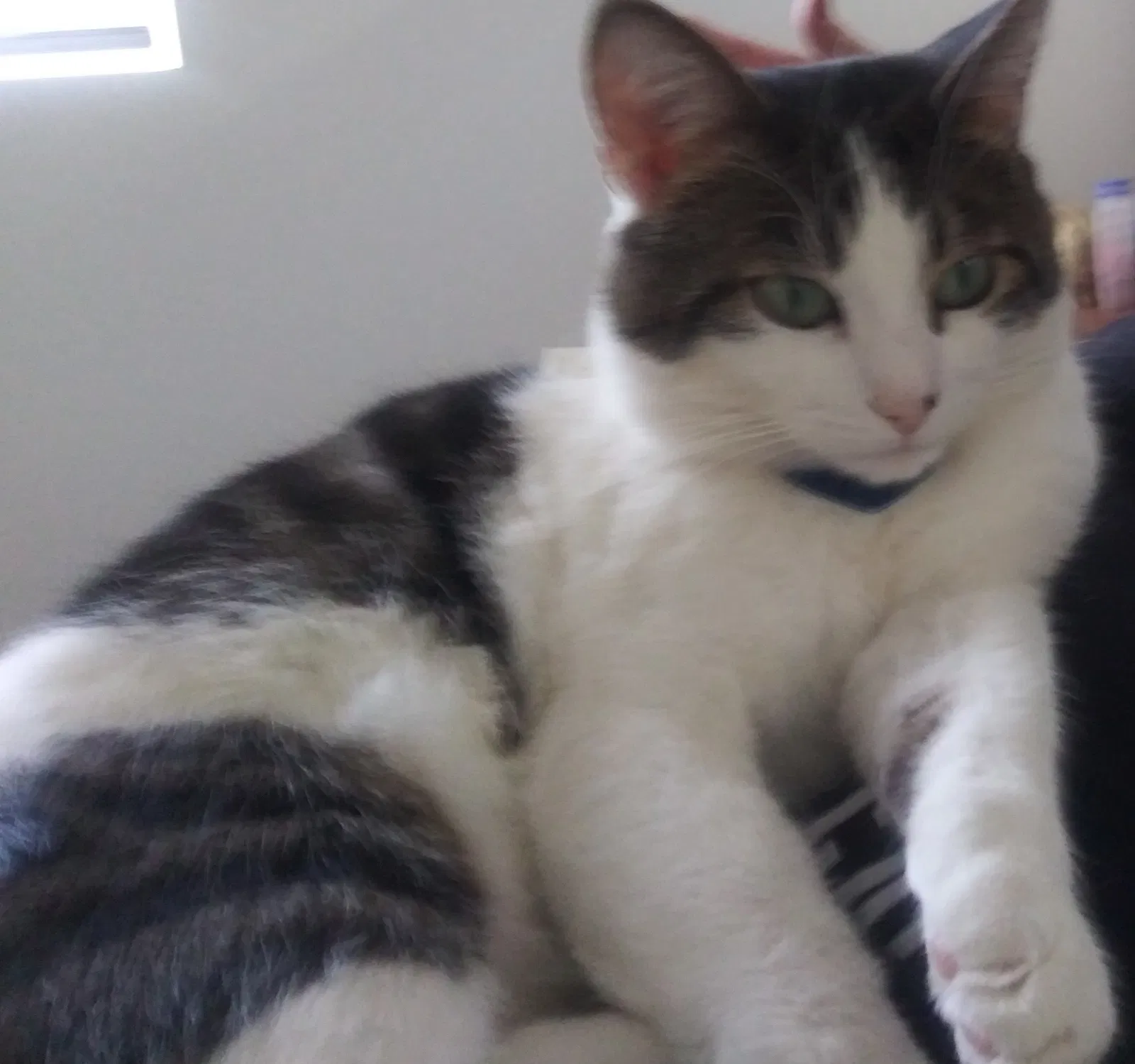 Lost cat in Brighton, CO, 80601