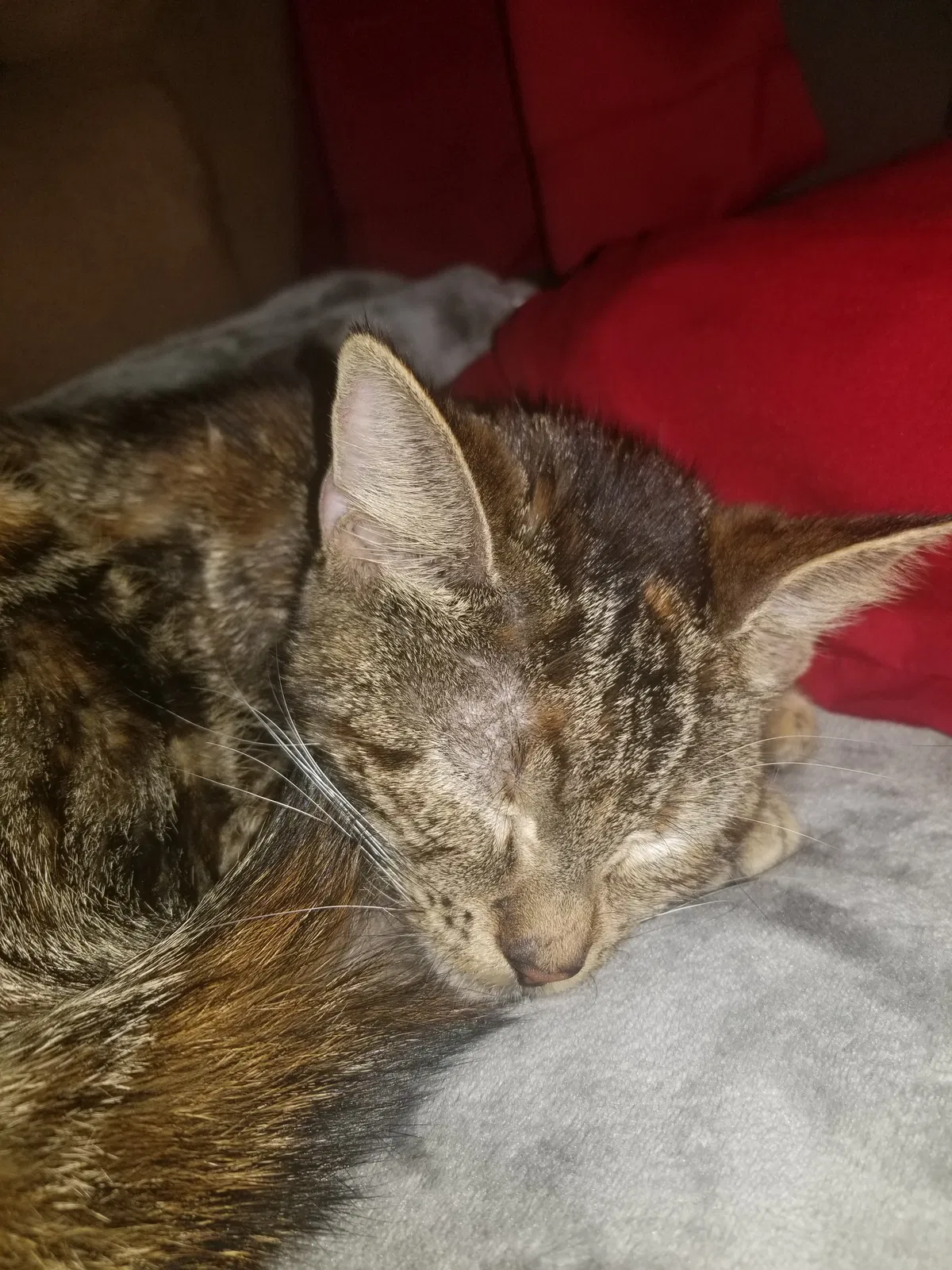 Found cat in Dover, DE, 19904