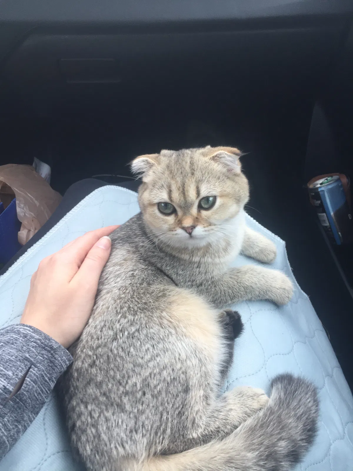 Lost cat in Bethel Park, PA, 15102