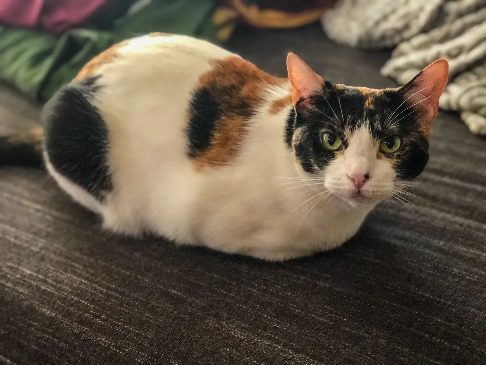 Lost cat in Agoura Hills, CA, 91301