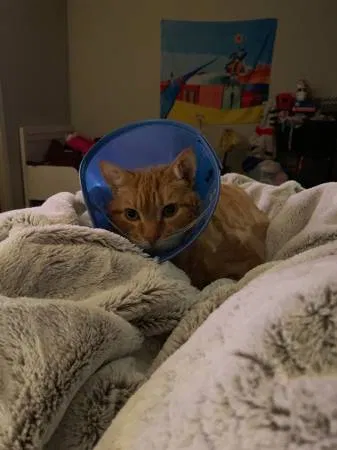 Lost cat in Saint Paul, MN, 55124