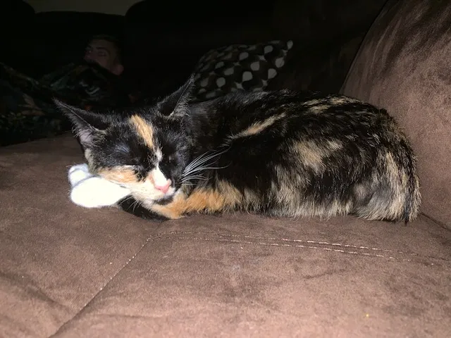 Lost cat in Virginia Beach, VA, 23452