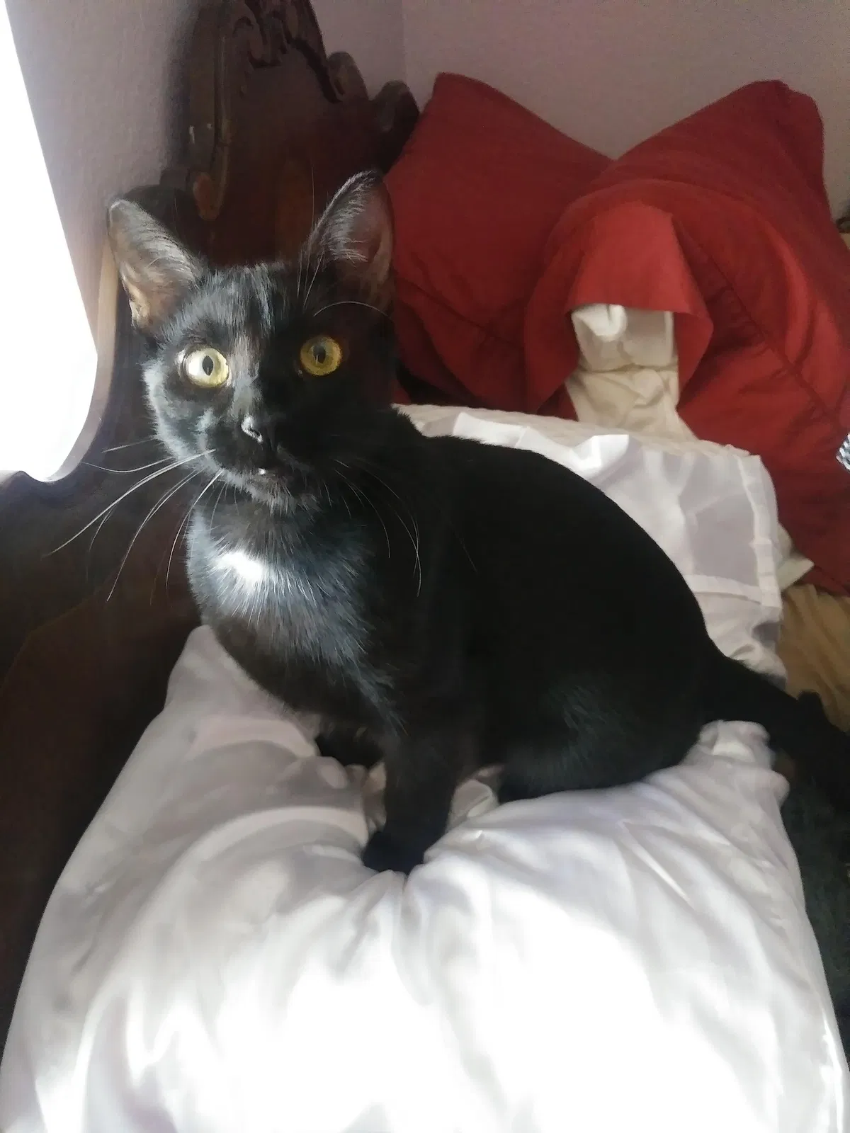 Lost cat in Corona, CA, 92879