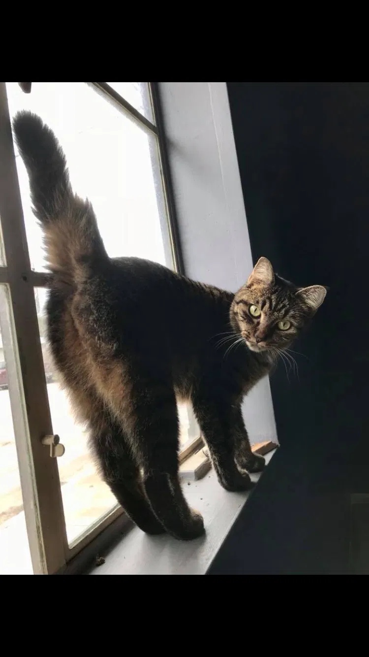 Lost cat in New Braunfels, TX, 78130