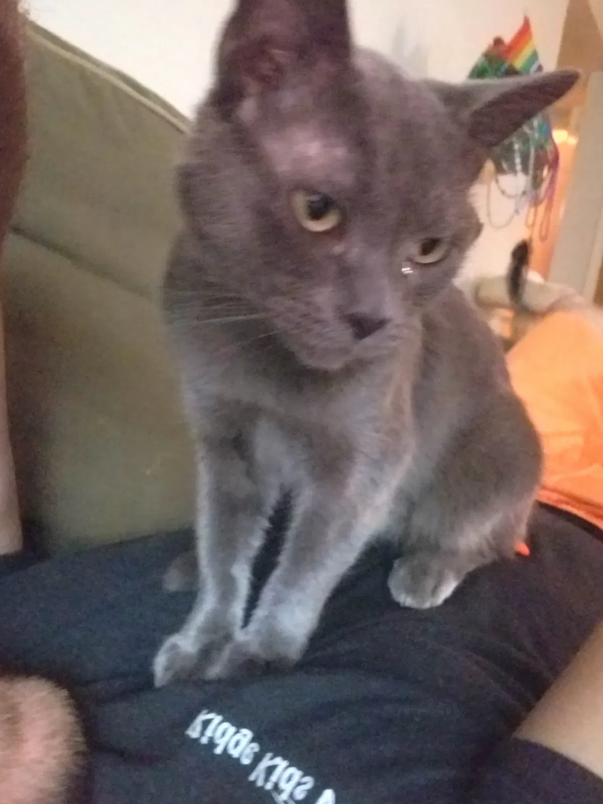 Lost cat in Memphis, TN, 38134