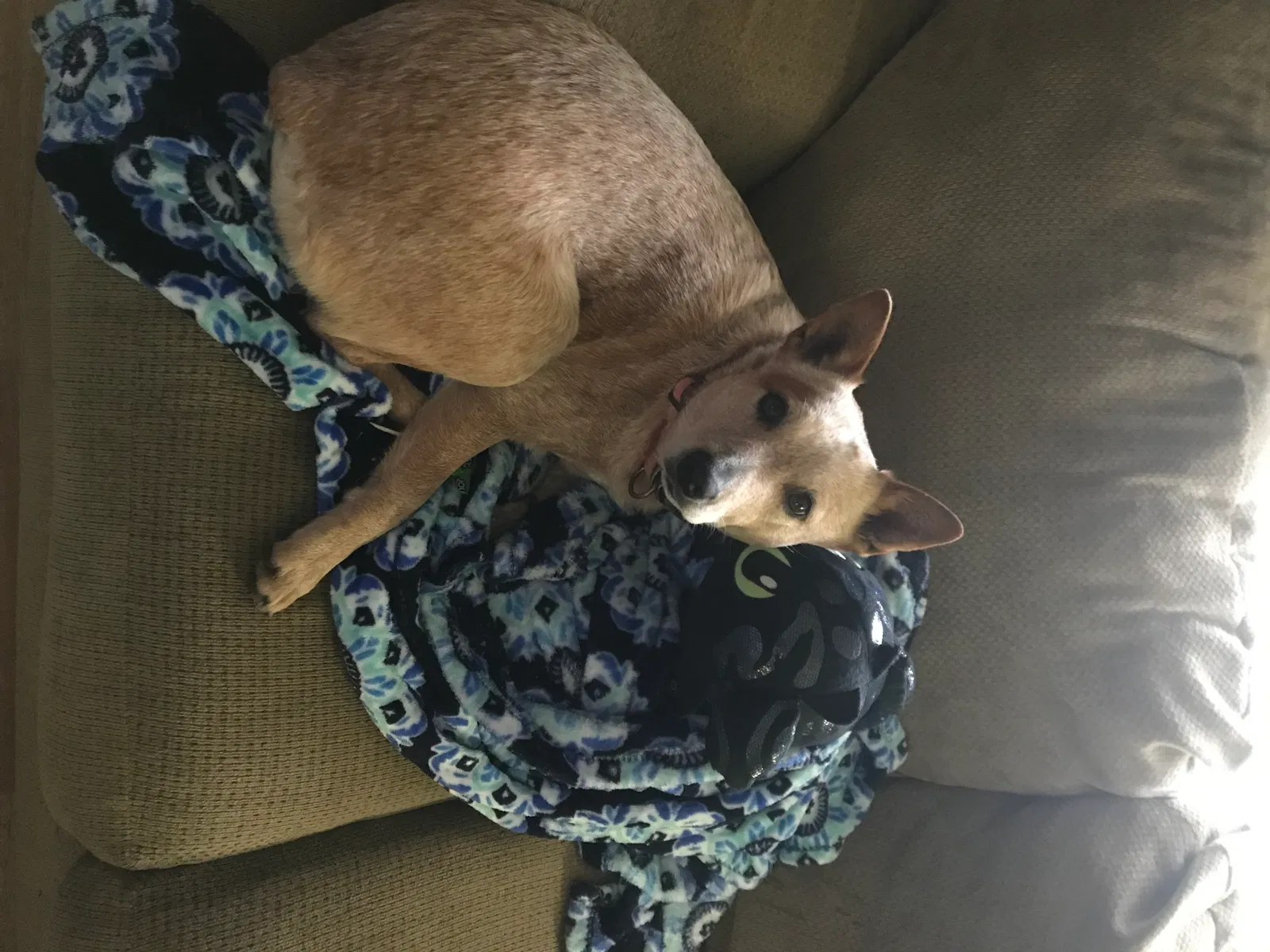 Lost dog in Monroe, GA, 30655