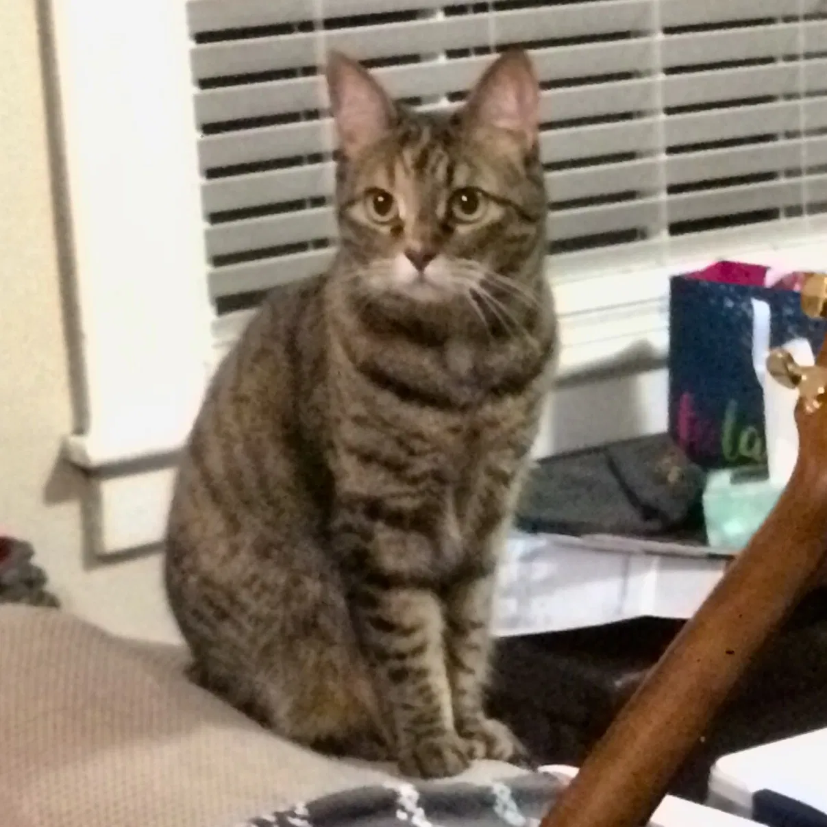 Lost cat in Asheville, NC, 28805