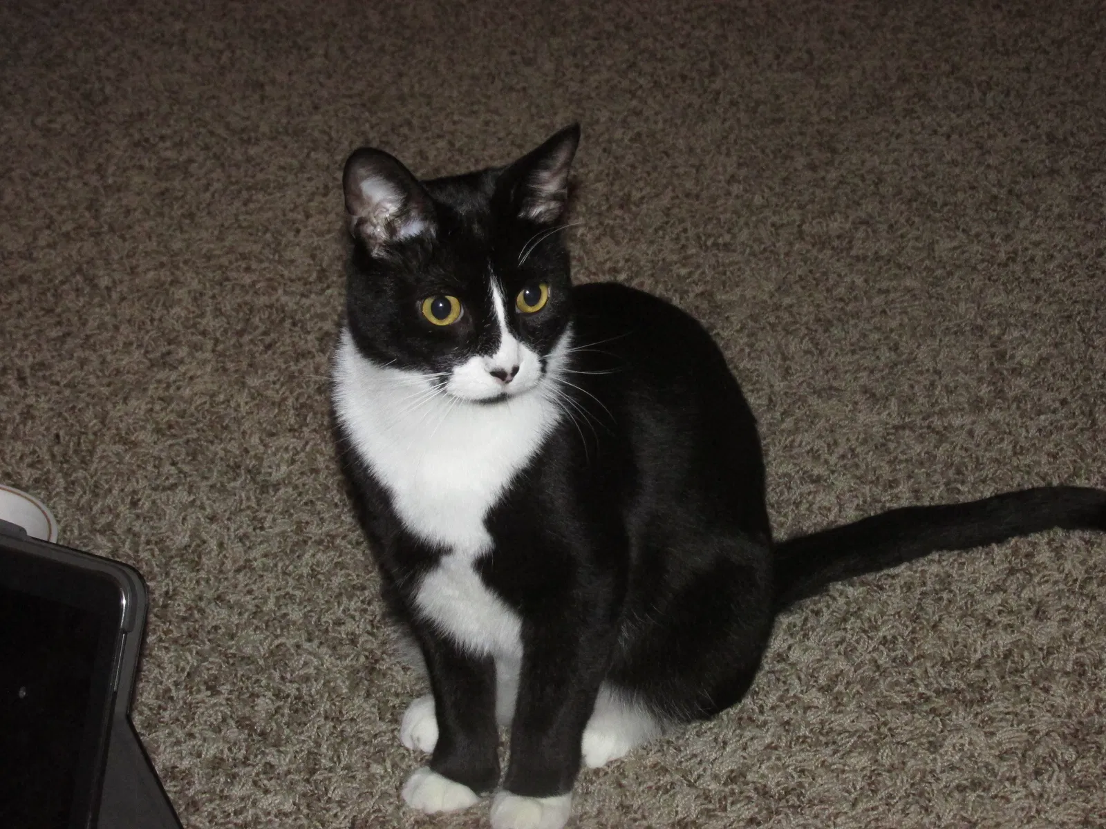 Lost cat in Farmington, MN, 55024