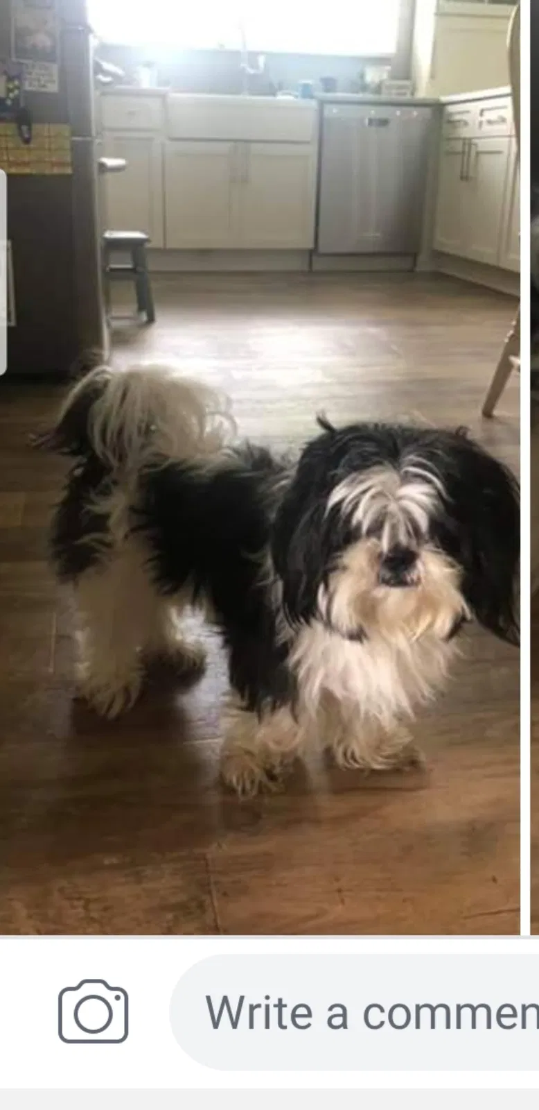 Lost dog in Rochester, MI, 48307