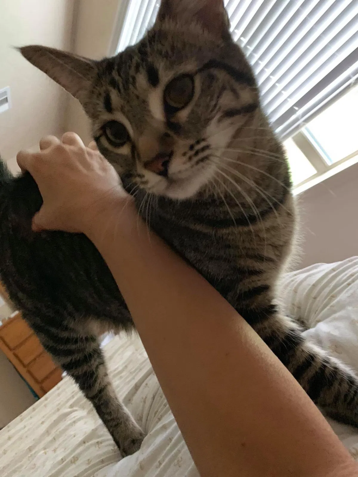 Lost cat in Spring, TX, 77373