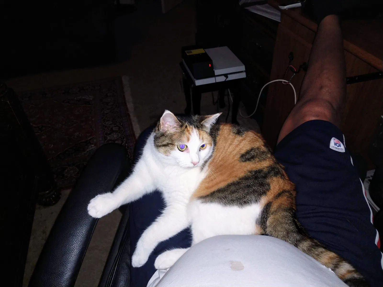 Lost cat in Spring, TX, 77373