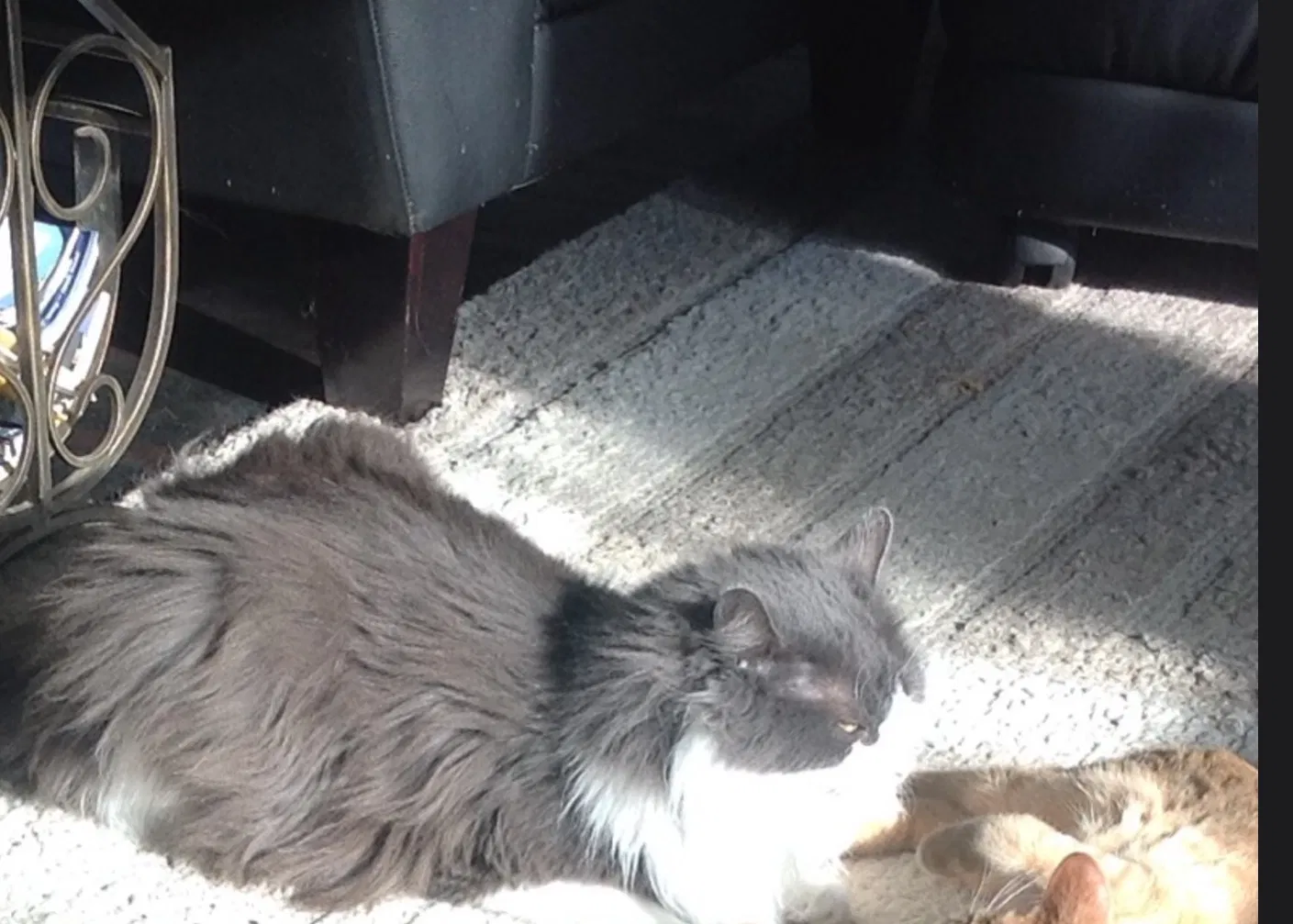 Lost cat in Minooka, IL, 60447