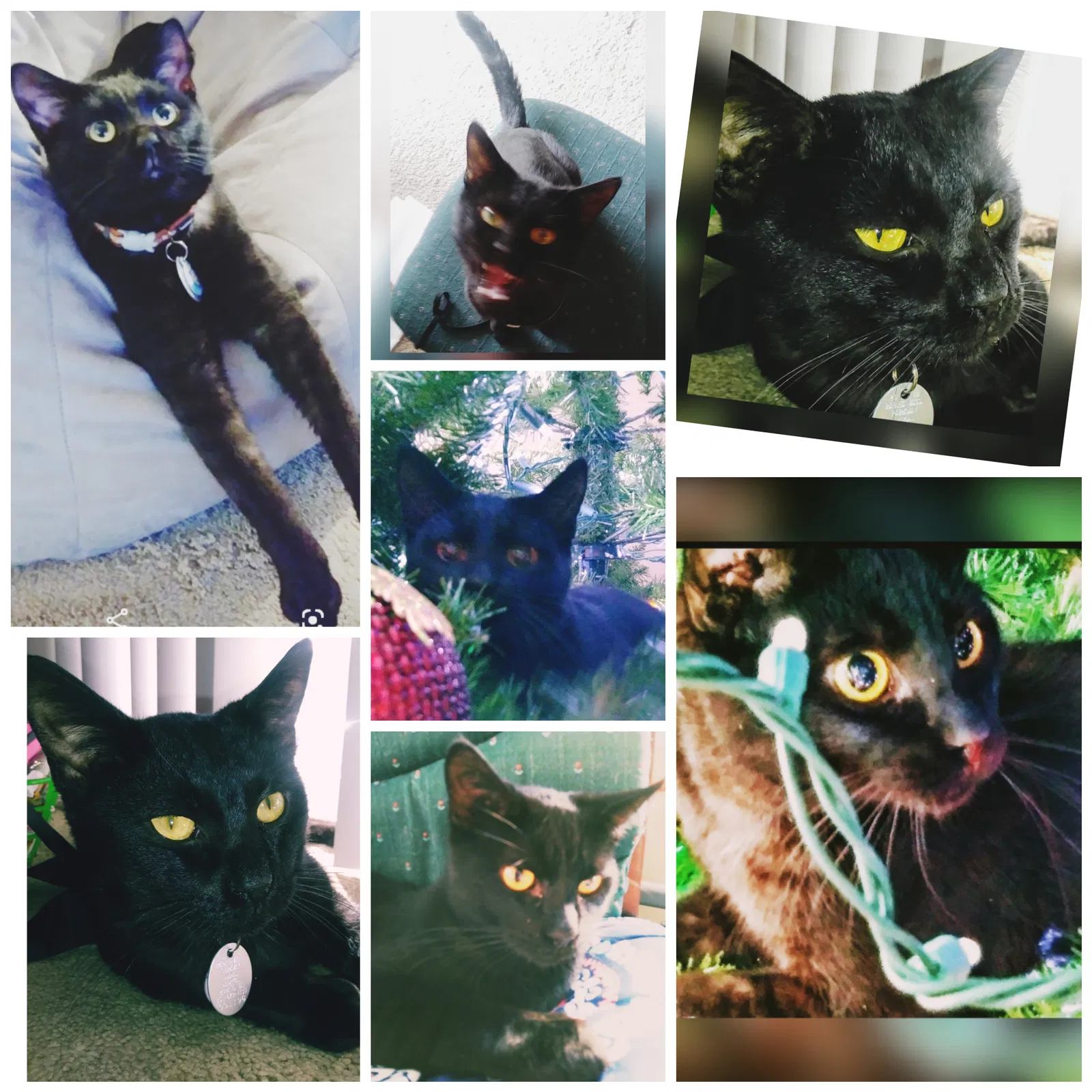 Lost cat in Mobile, AL, 36605