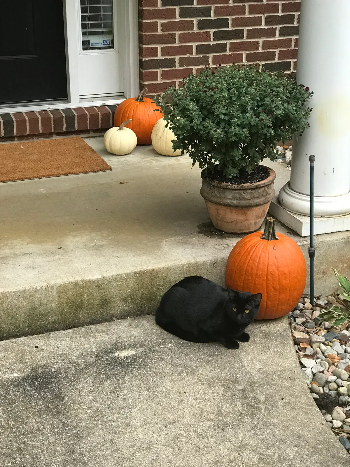 Lost cat in South Bend, IN, 46628