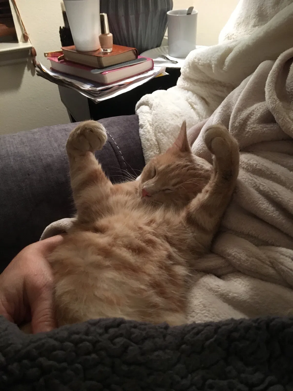Lost cat in Keller, TX, 76244
