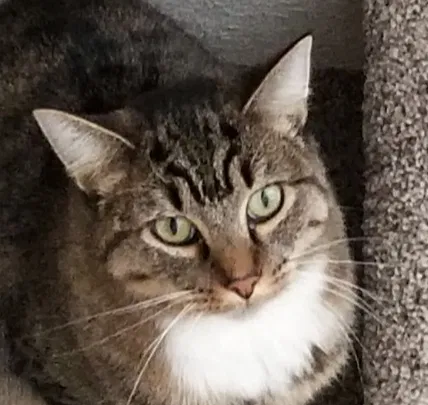 Lost cat in Windsor, CO, 80550