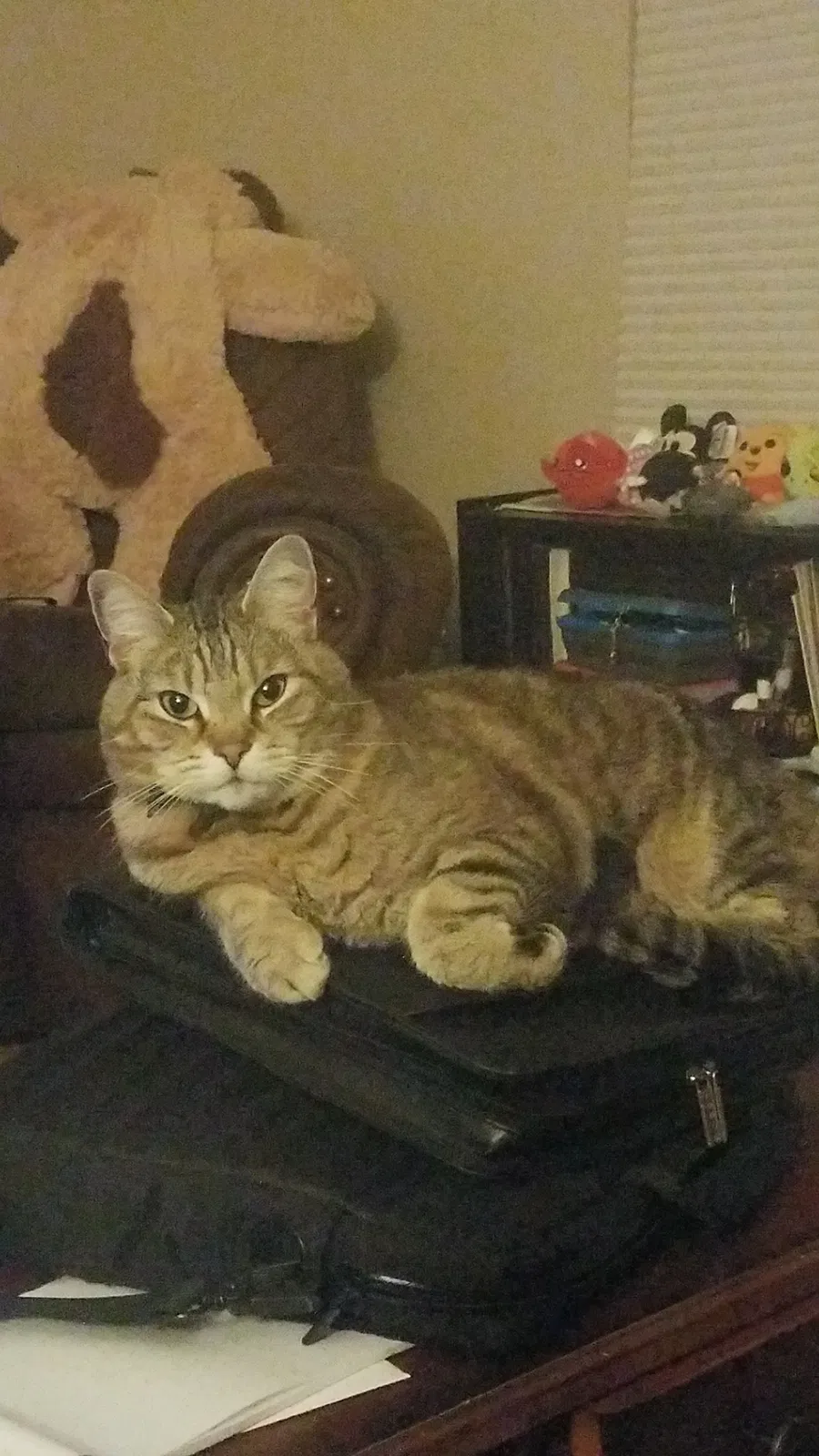 Lost cat in Manhattan, IL, 60442