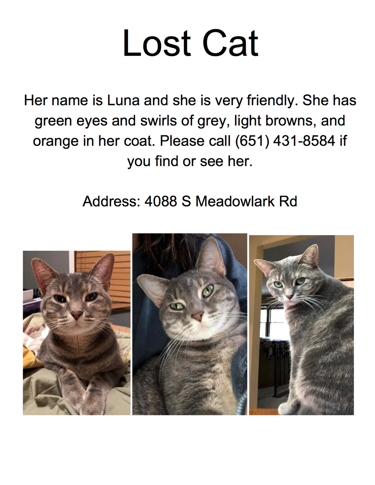 Lost cat in Saint Paul, MN, 55122