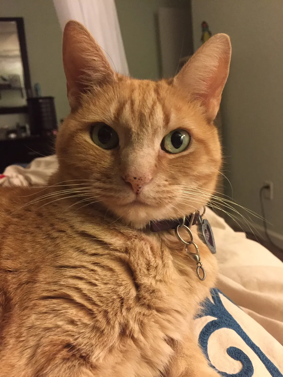 Lost cat in Redding, CA, 96001