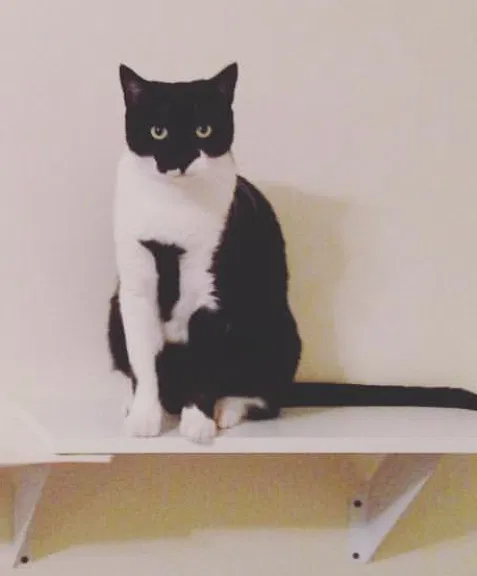 Lost cat in Weirsdale, FL, 32195