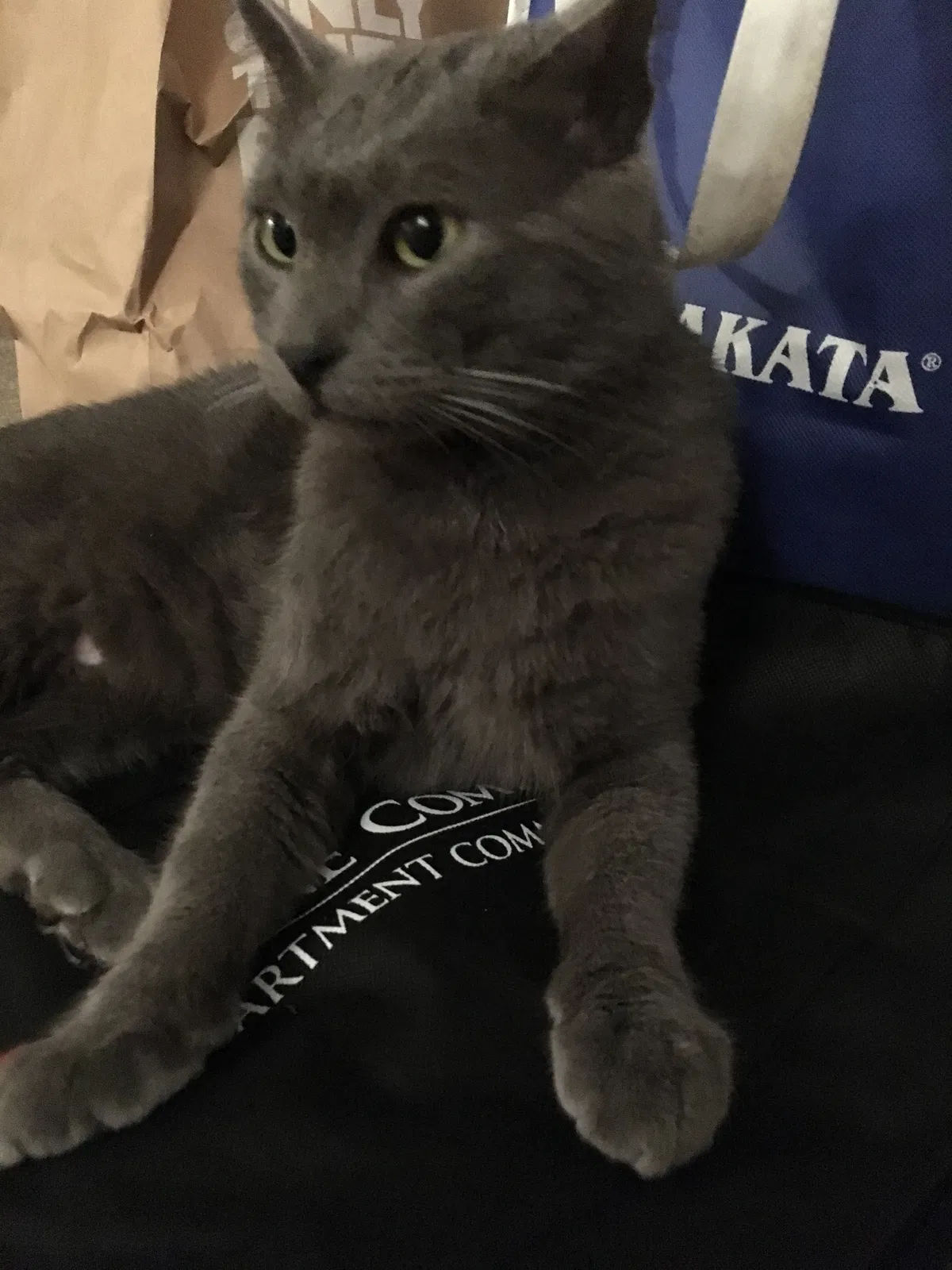 Lost cat in La Jolla, CA, 92037
