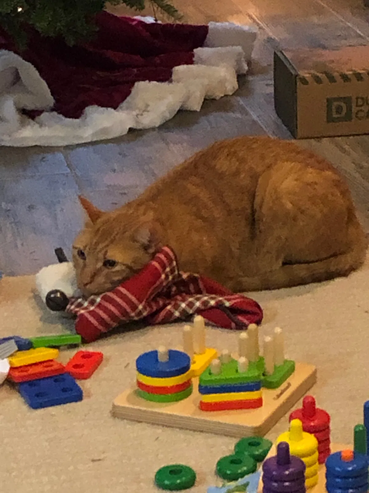 Lost cat in Yukon, OK, 73099