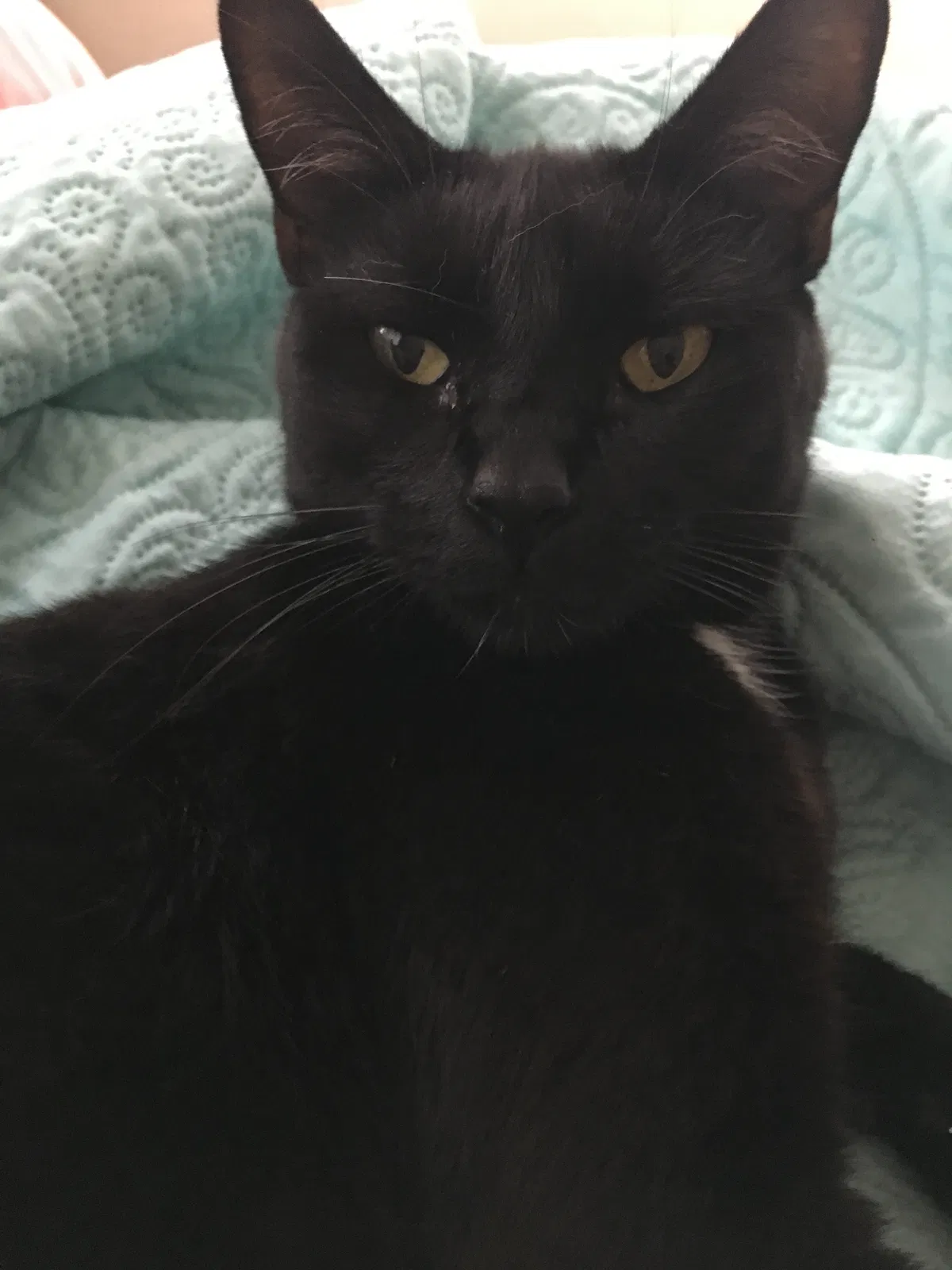 Lost cat in Escondido, CA, 92025