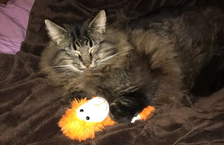 Lost cat in Abilene, TX, 79601