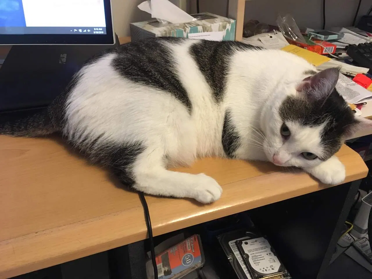 Lost cat in Pasadena, MD, 21122