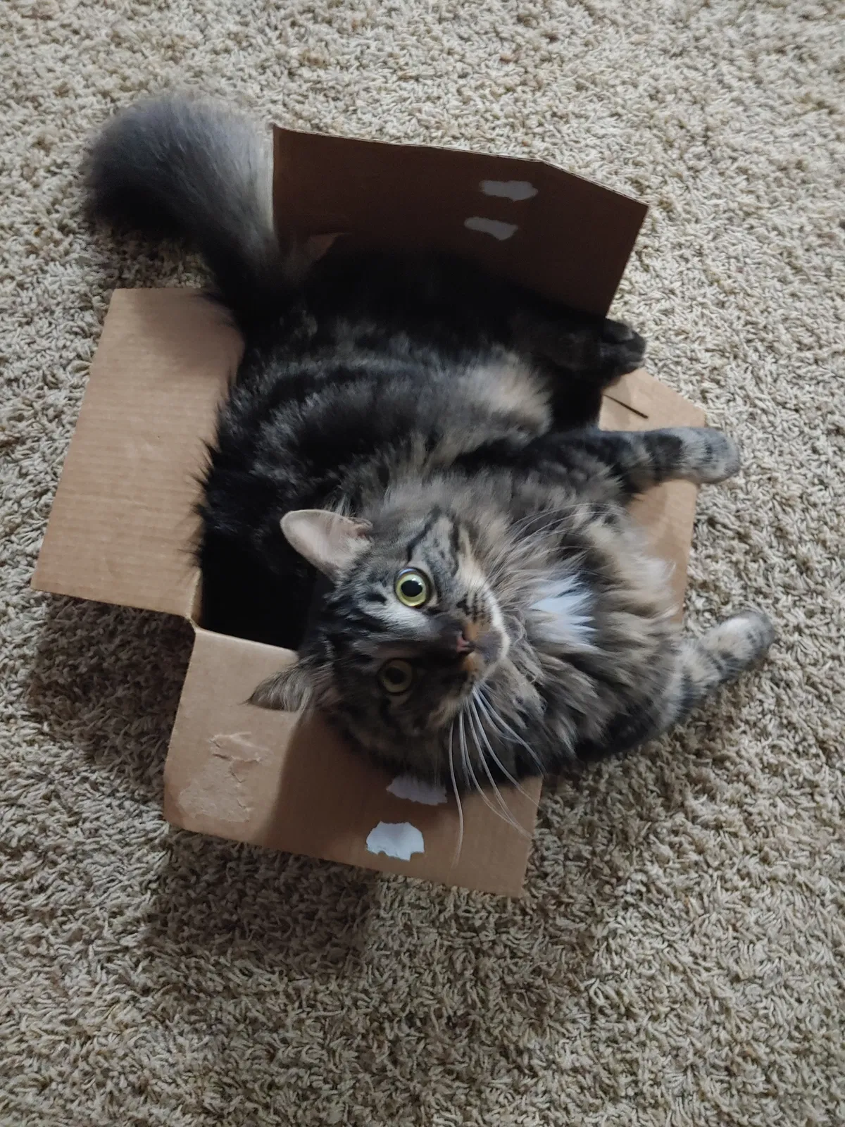 Lost cat in Onalaska, WI, 54650