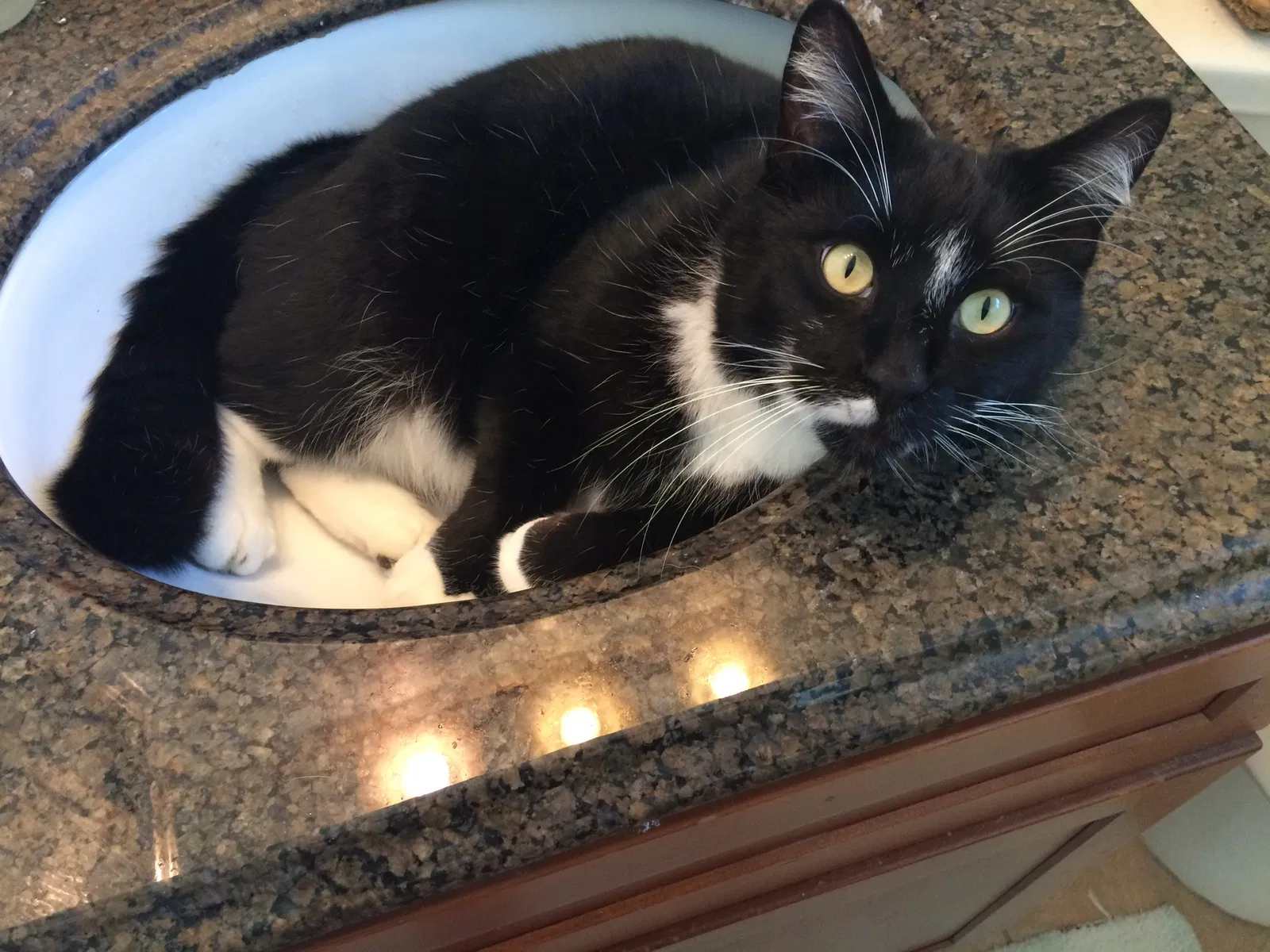 Lost cat in Cardiff By The Sea, CA, 92007