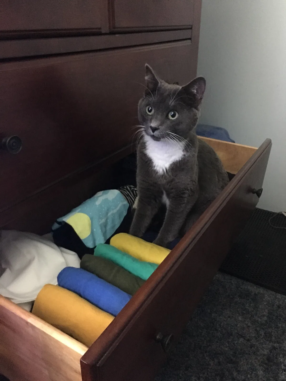Lost cat in Carlsbad, CA, 92010