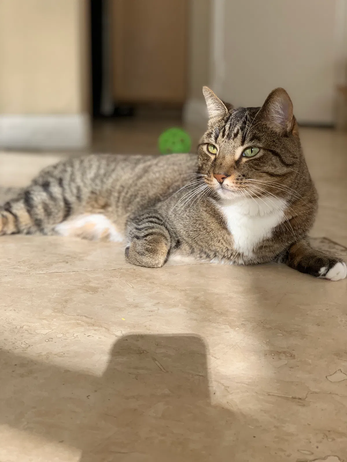 Lost cat in Foothill Ranch, CA, 92610