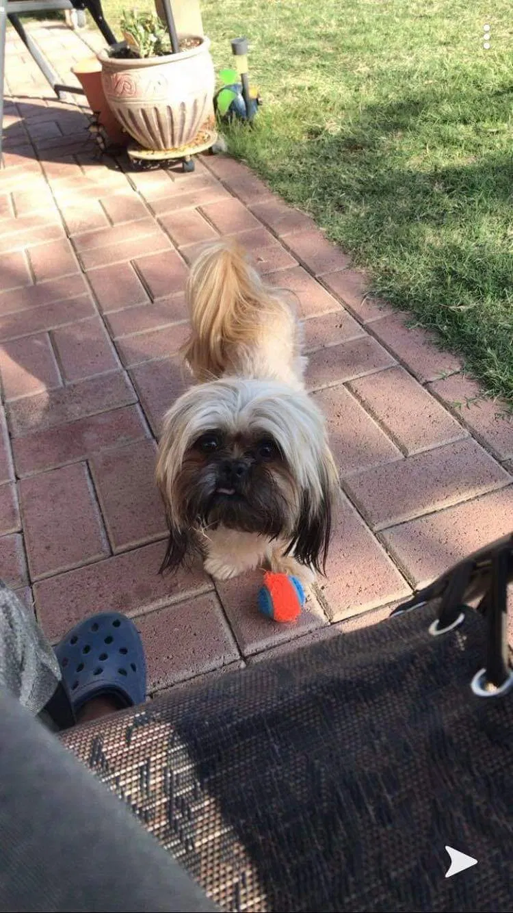 Lost dog in Tucson, AZ, 85705