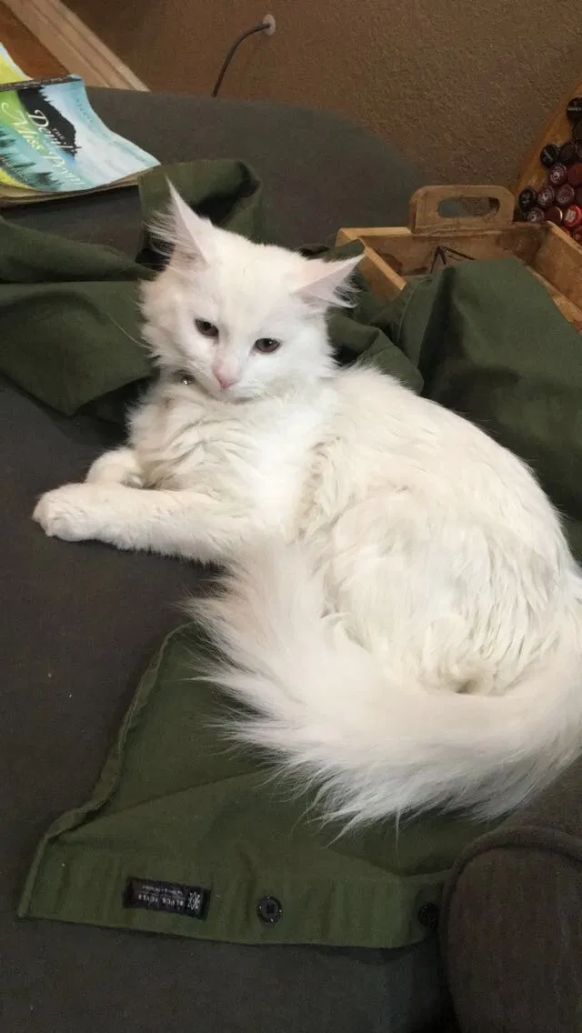 Lost cat in Denver, CO, 80205