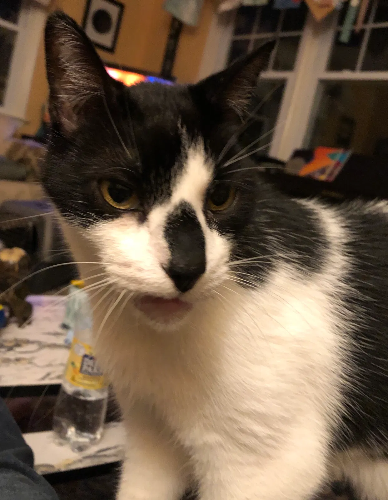 Lost cat in West Chester, PA, 19380
