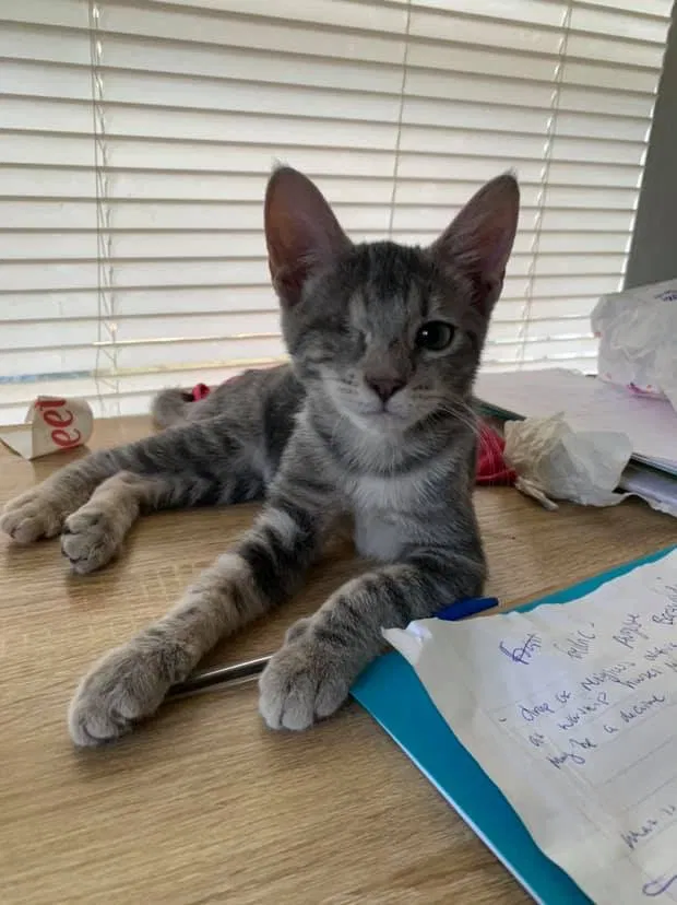 Lost cat in Harker Heights, TX, 76548