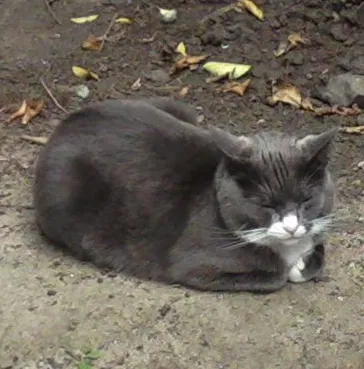 Lost cat in El Cerrito, CA, 94530