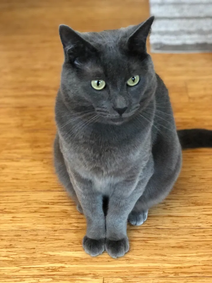 Lost cat in Redwood City, CA, 94065