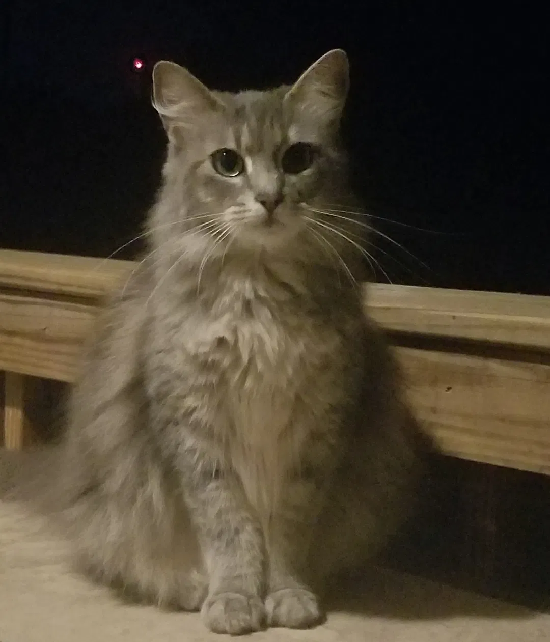 Lost cat in Cleveland, TN, 37323