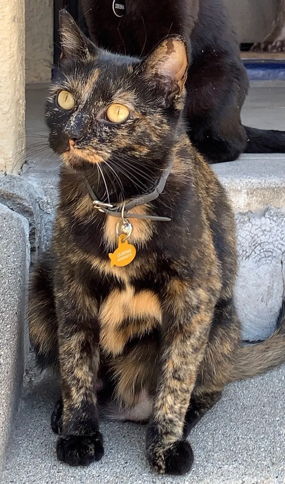 Lost cat in Los Angeles, CA, 90046
