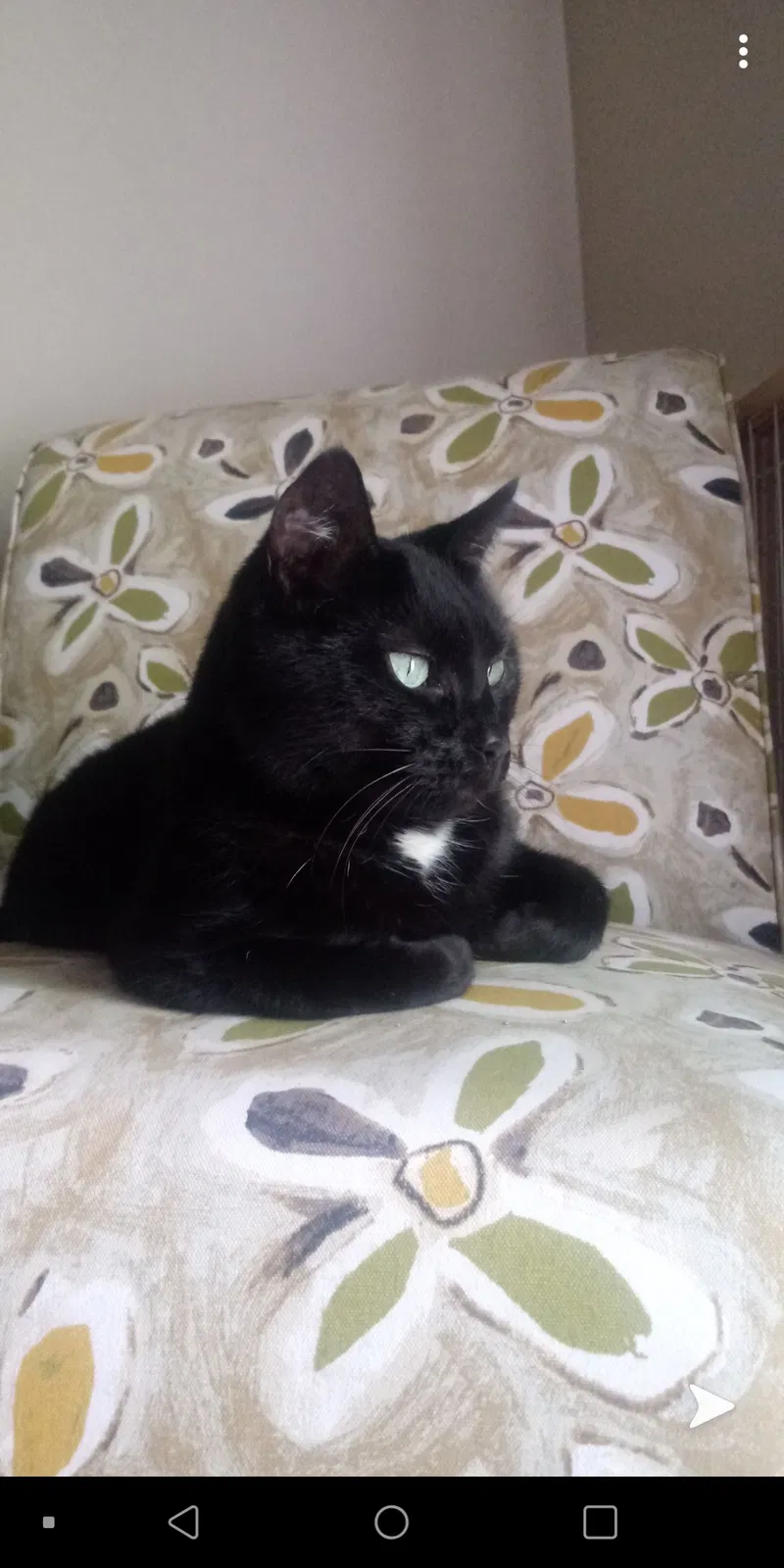 Lost cat in Grandville, MI, 49418