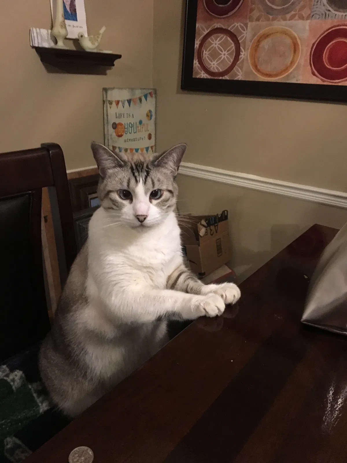 Lost cat in Shawnee, KS, 66216