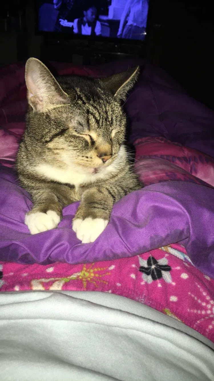 Lost cat in Mentor, OH, 44060