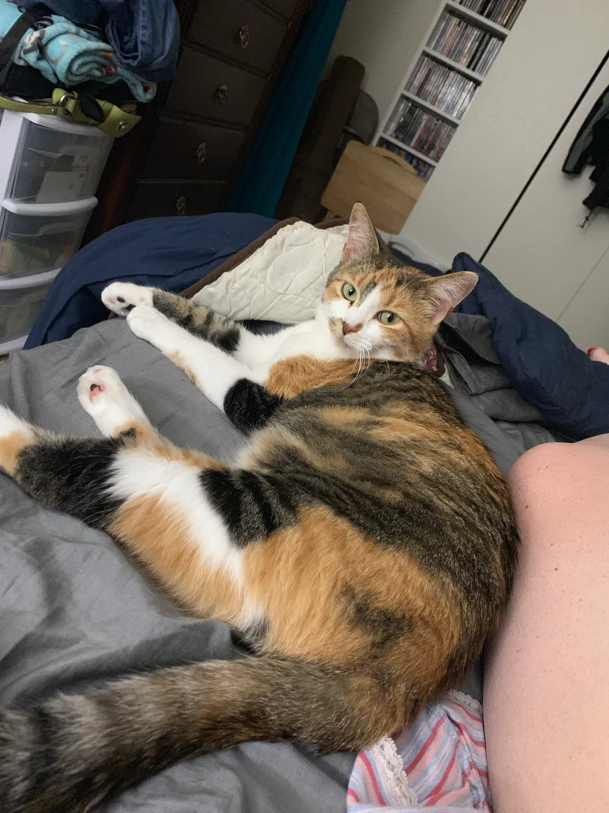 Lost cat in Clackamas, OR, 97015