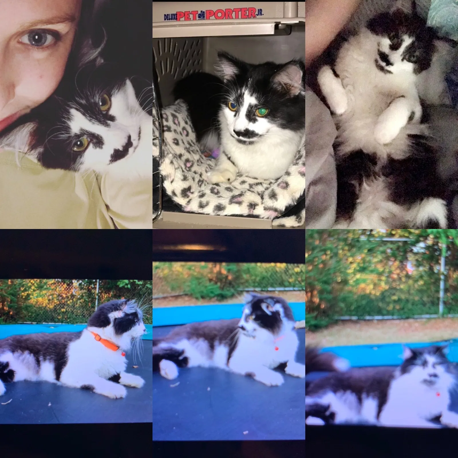 Lost cat in Chattanooga, TN, 37415